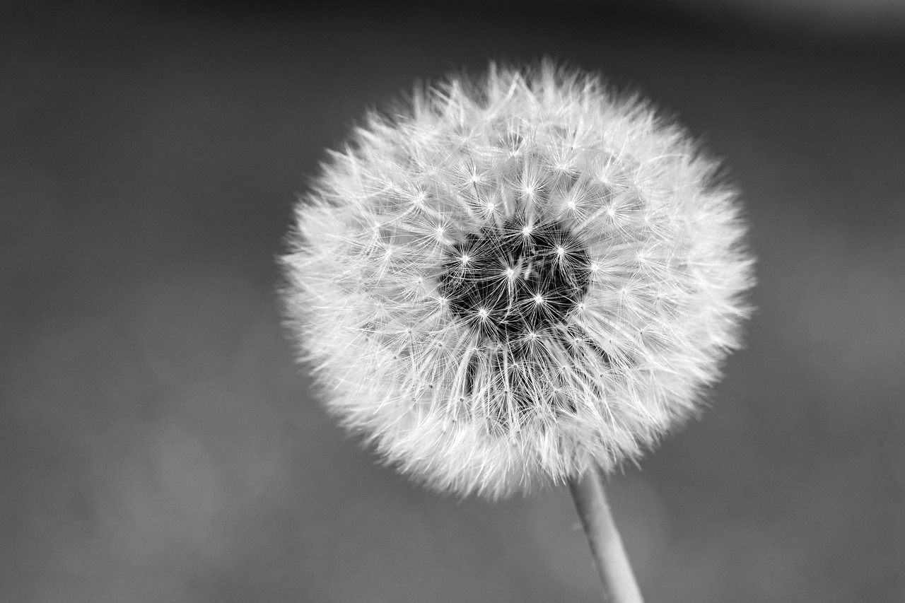 Pissenlit dont les graines s'envolent en noir et blanc, symbole de l'espoir fragile et du parcours vers la parentalité face à l'infertilité